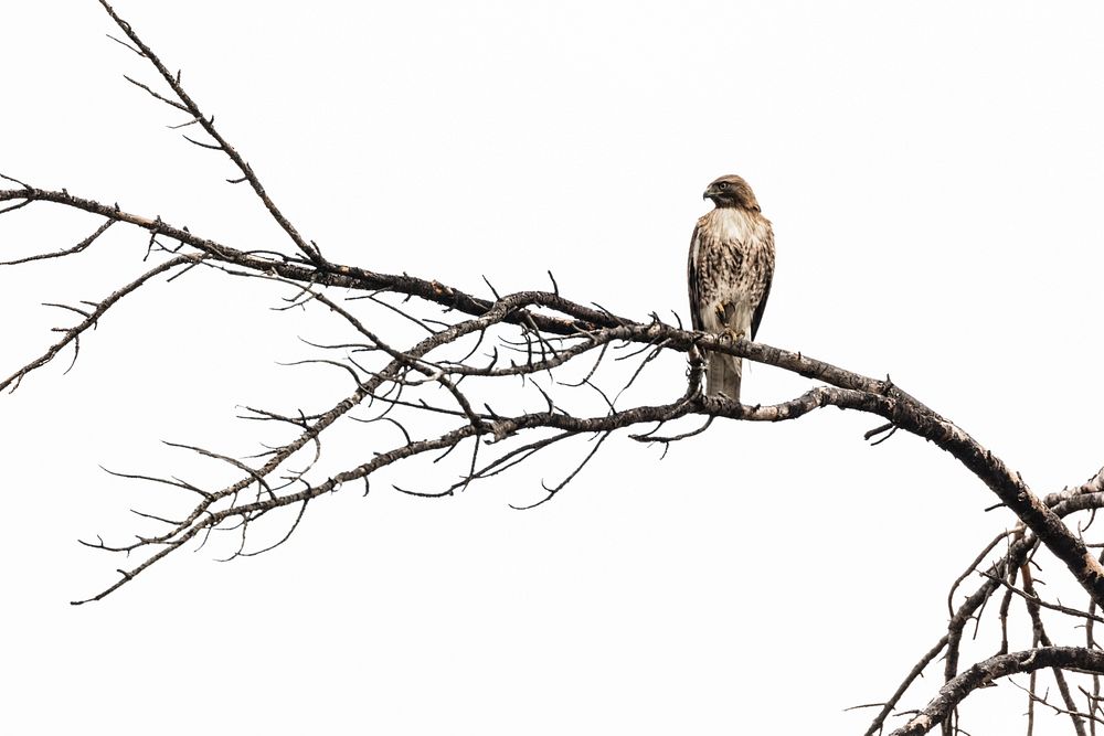 Red-tailed hawk perched above the Gardner River (Buteo jamaicensis)by Jacob W. Frank. Original public domain image from…