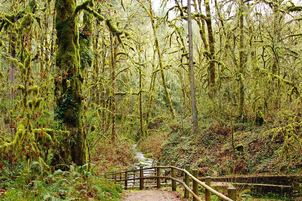 Soda Springs Hiking Trail, Oregon.