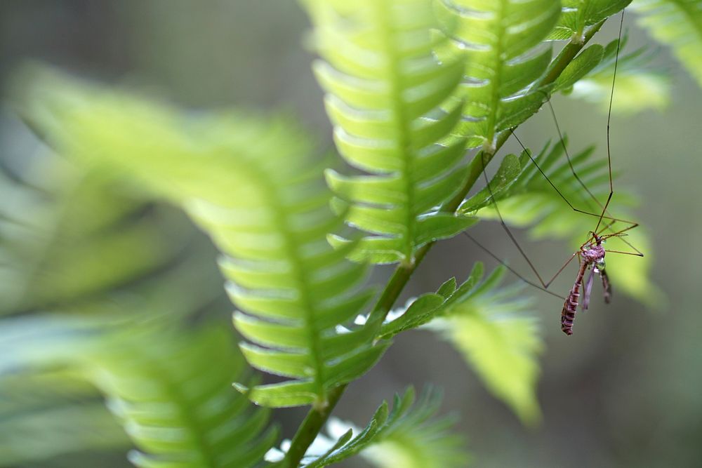 Crane fly finds refuge on a fern frond. Original public domain image from Flickr