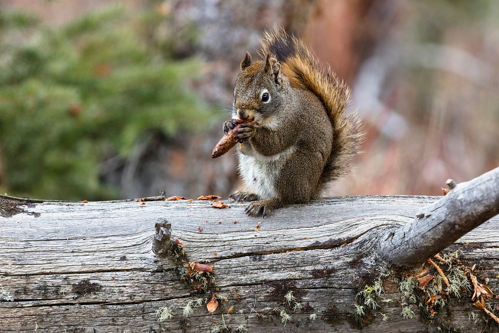 Red squirrel eating cones. Original public domain image from Flickr