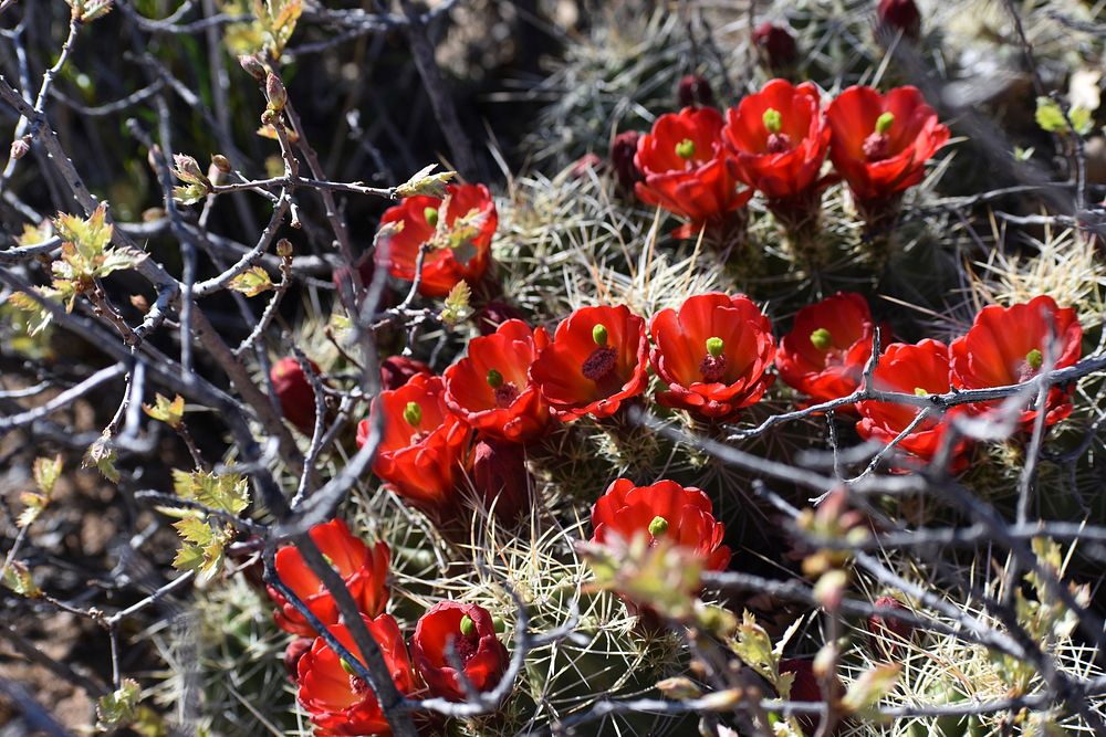 Cluster of Claret Cups. Original public domain image from Flickr