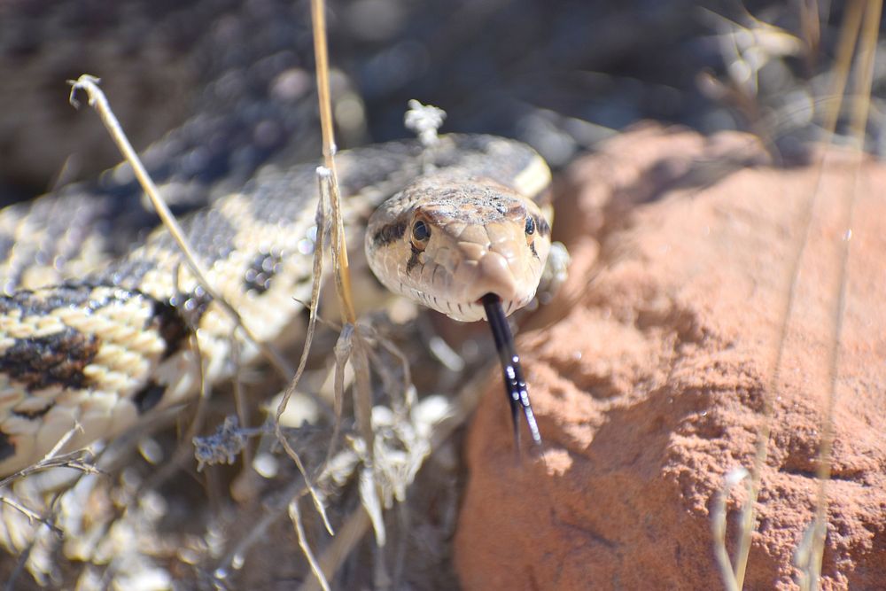 Gopher Snake Stare-Down. Original public domain image from Flickr