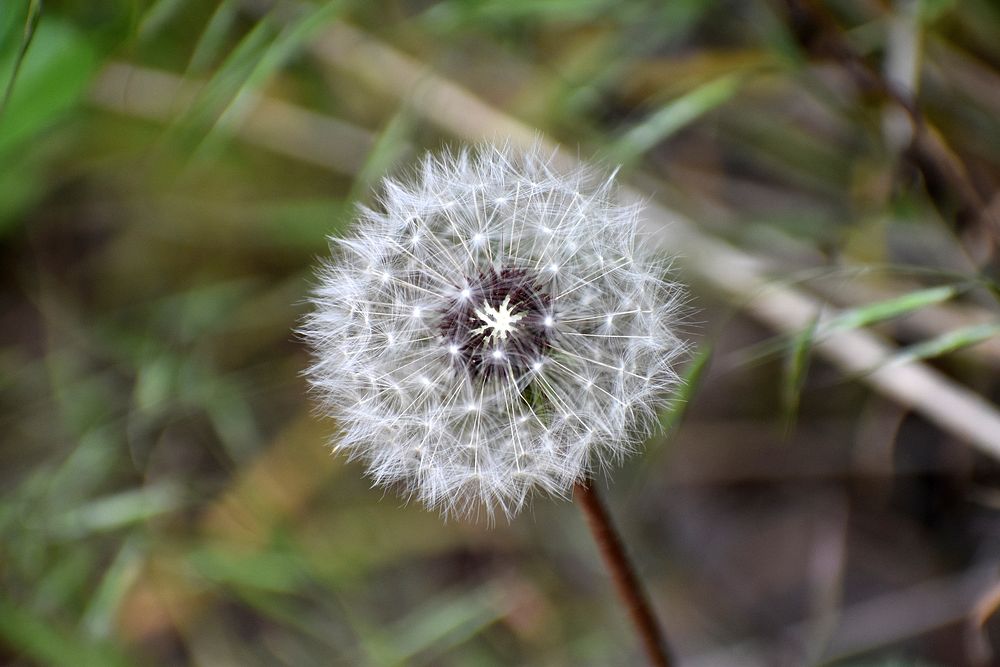 Dandelion. Original public domain image from Flickr