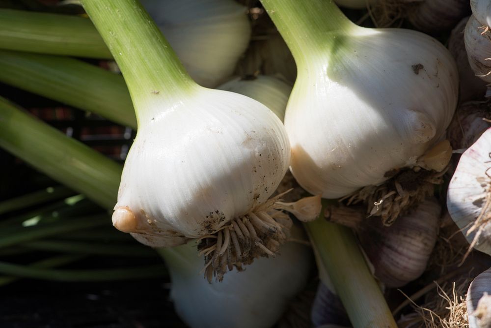 Elephant garlic on sale by vendors at the U.S. Department of Agriculture (USDA) Farmers Market in Washington, D.C., on May…