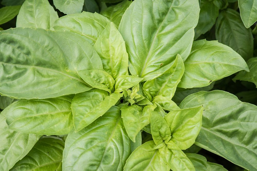 Basil on sale by vendors at the U.S. Department of Agriculture (USDA) Farmers Market in Washington, D.C., on May 26, 2017.