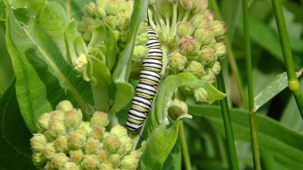 Monarch Caterpillar in NebraskaWe've been seeing more and more monarch caterpillars lately, including at Boyer Chute…