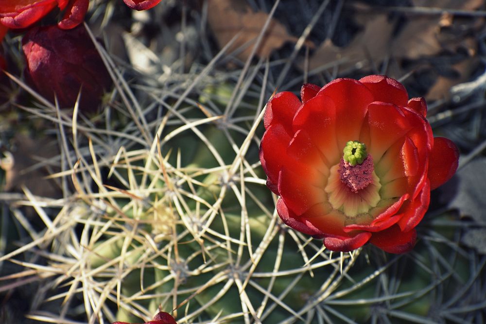 Claret Cup close-up. Original public domain image from Flickr