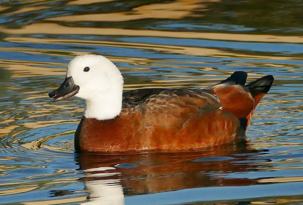 Paradise shelduck.