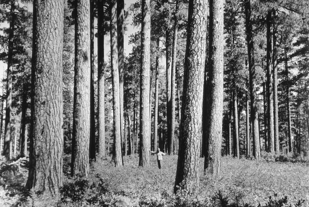 Old growth stand Ponderosa pine 1930's. Original public domain image from Flickr