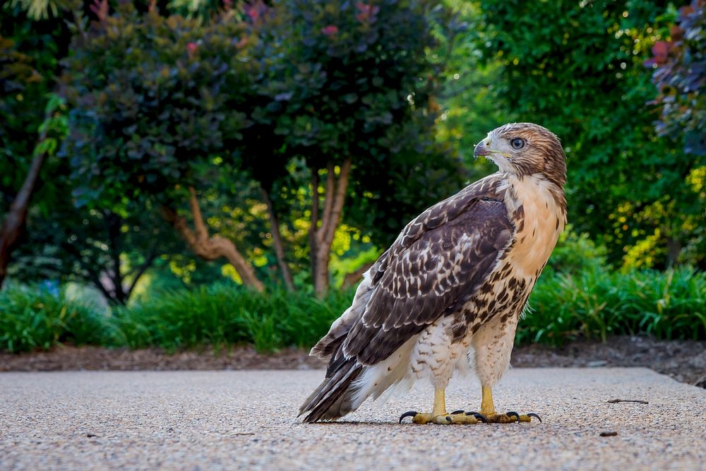 One of the four red-tailed hawk fledglings is seen on the ground outside of the U.S. Department of Agriculture (USDA)…