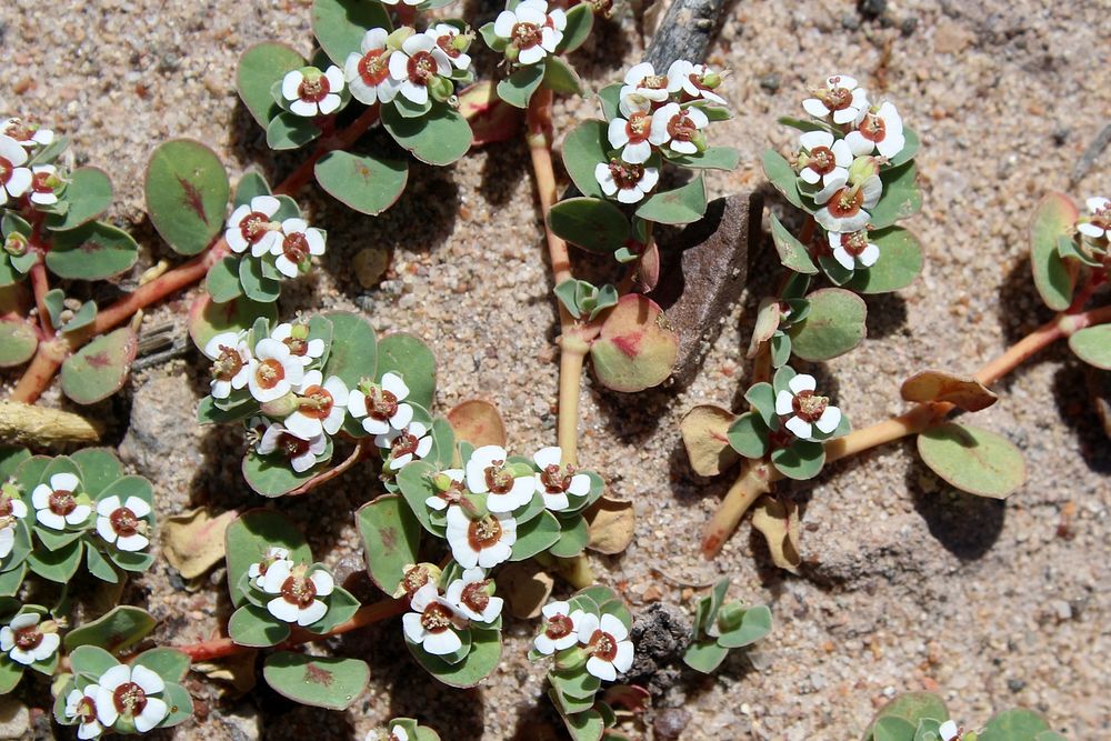 Euphorbia albomarginataCredit NPS/Hallie Larsen. Original public domain image from Flickr