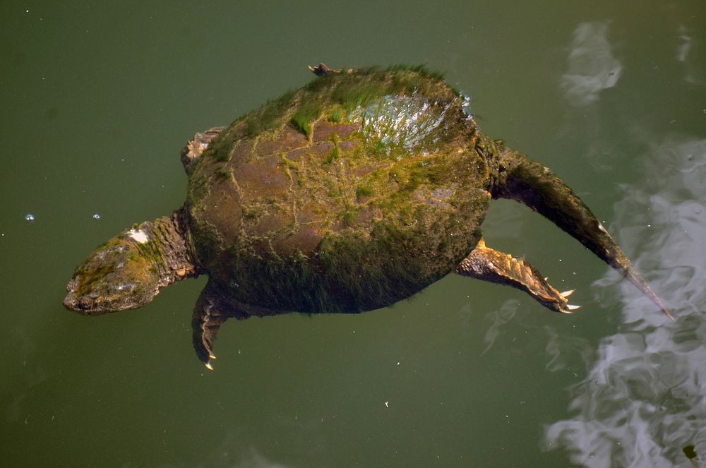 Snapping Turtle SwimmingSnapping turtles are graceful swimmers. They spend almost all of their time in water, but venture…