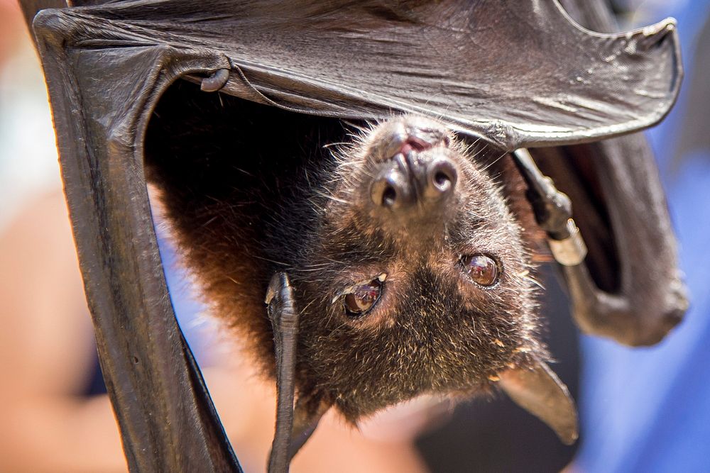 Rob Mies, from Michigan-based Organization for Bat Conservation, showcases Kamilah, a 22-year-old Malayan flying fox, while…