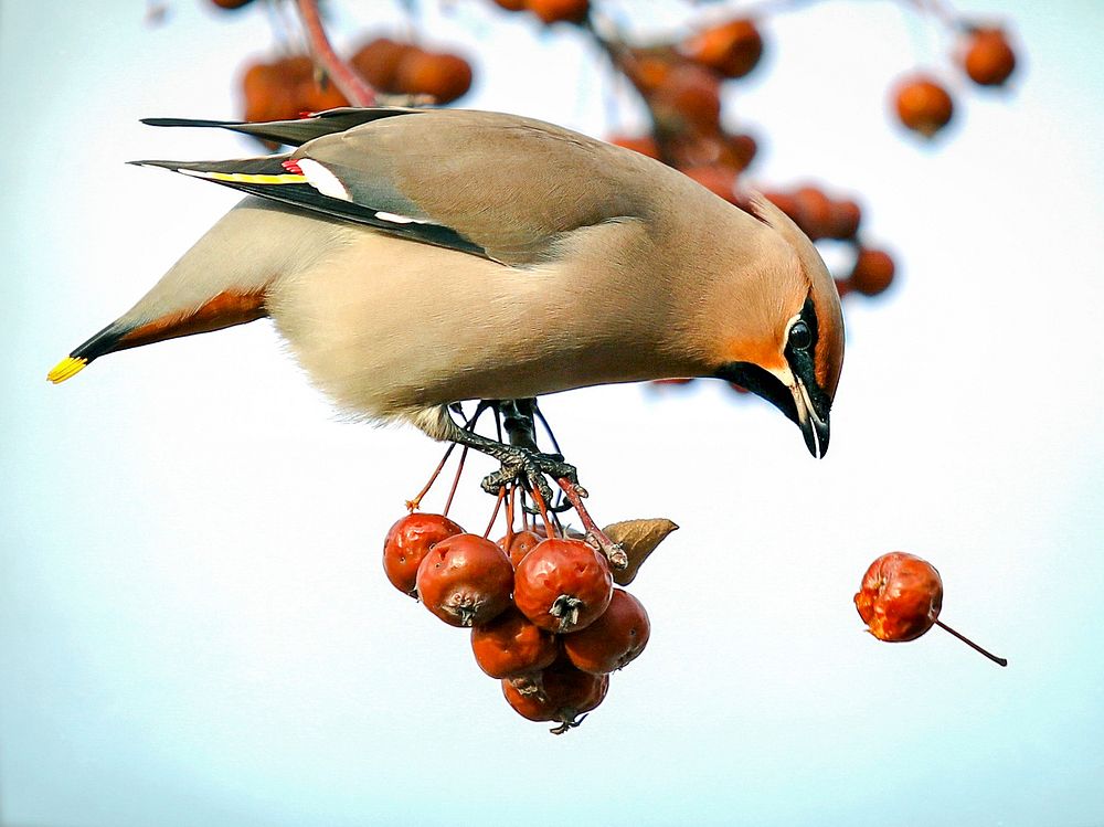 Waxwing eating hawthorns. Original public domain image from Flickr