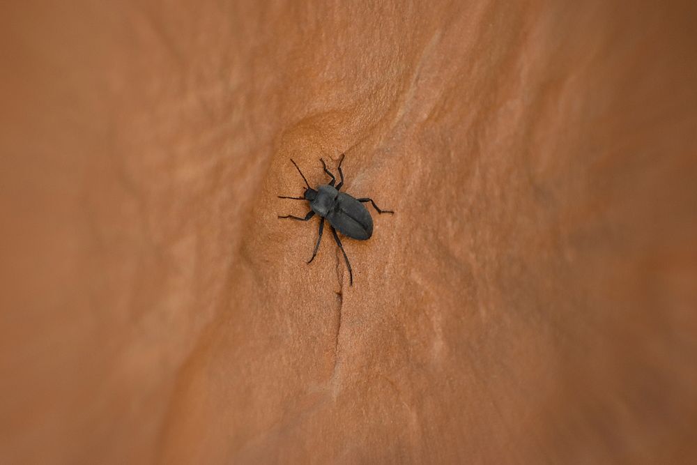 Desert Beetle