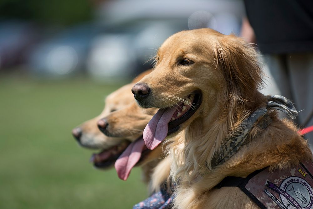 Golden retrievers as comfort dogs for veterans. Original public domain image from Flickr