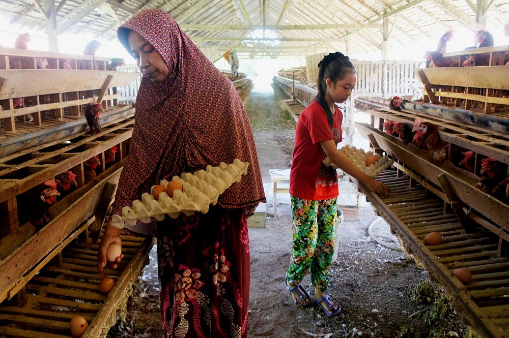 Literacy Ambassador, Aisyah and Her Mother. Aisyah helping her mother collect eggs at the chicken farm where her mother…