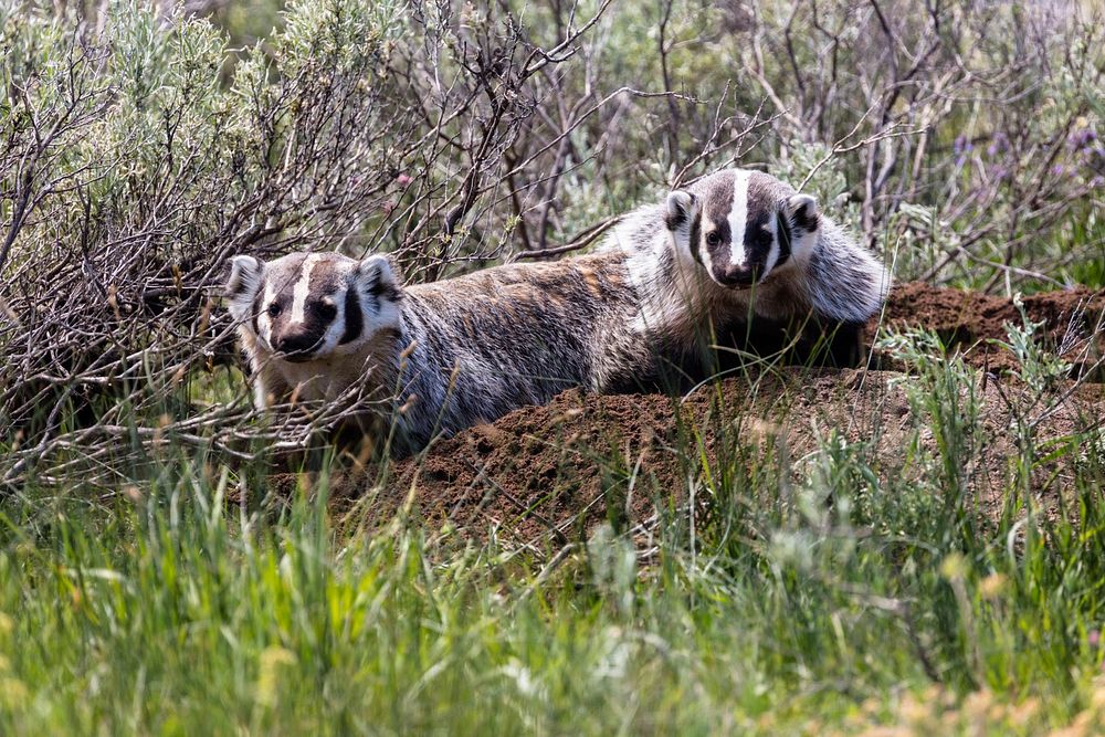 Badgers digging near Indian Creek Campground by Jacob W. Frank. Original public domain image from Flickr