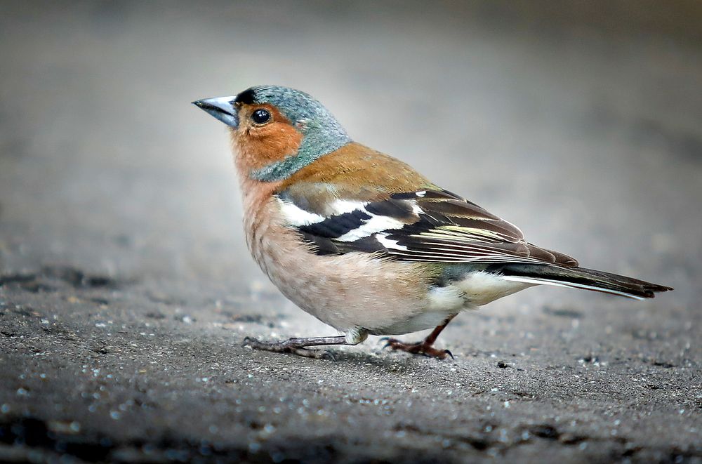 Chaffinch on the road. Original public domain image from Flickr