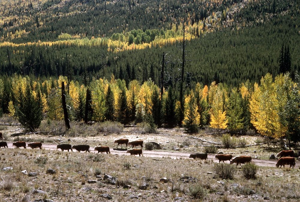 Cattle, Toats Coulee, Okanogan Nat'l Forest 1966. Original public domain image from Flickr