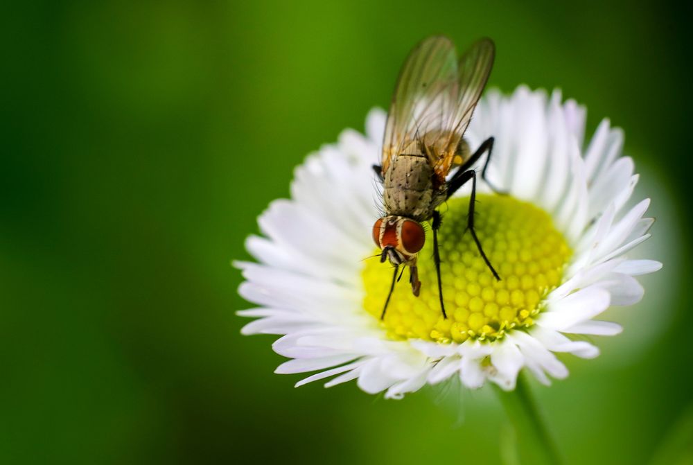 Fly on the flower. Original public domain image from Flickr