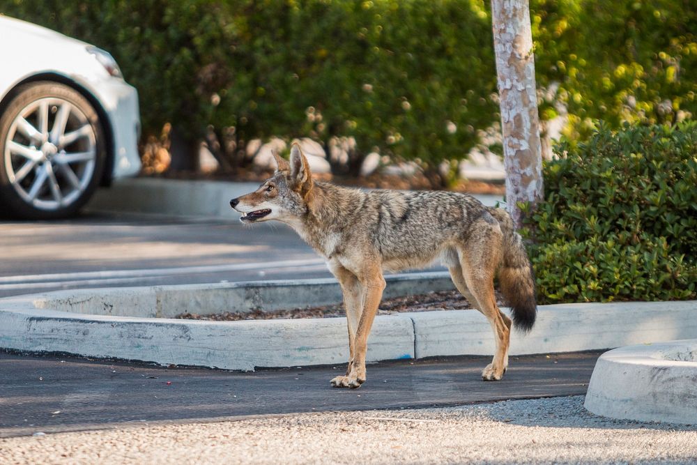Urban Coyotes. Photographed by Volunteer Photographer Connar L'Ecuyer. Original public domain image from Flickr