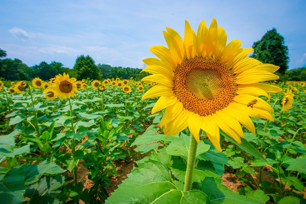 Sunflowers begin to bloom in the Western Montgomery County, McKee-Beshers Wildlife Management Areas, near Poolesville, Md.…