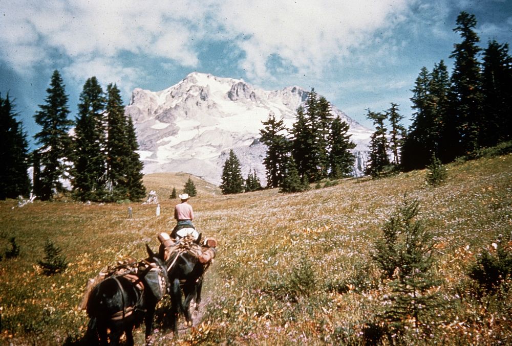 Mt Hood National Forest, pack train on the TLL-PCNST trail. Original public domain image from Flickr