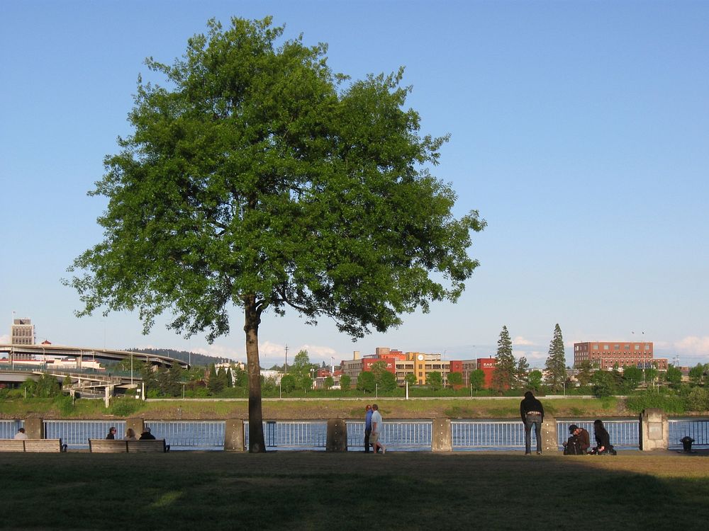 Tree in front of river in Waterfront Park.