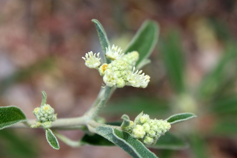 Croton texensis DoveweedCredit NPS/Hallie Larsen. | Free Photo - rawpixel