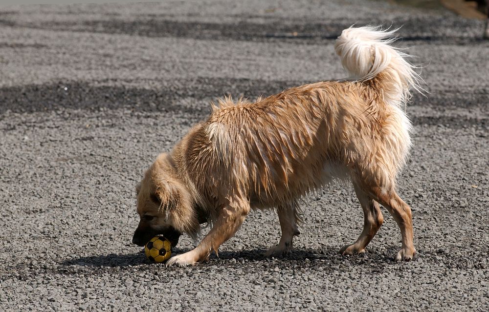 Dog picking up ball with tail raised