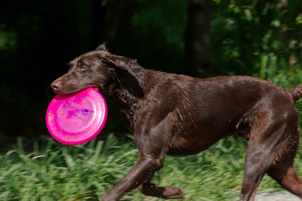 Wet dark brown dog running with frisbee