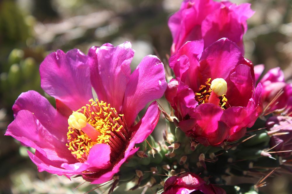 Walkingstick cholla. Original public domain image from Flickr