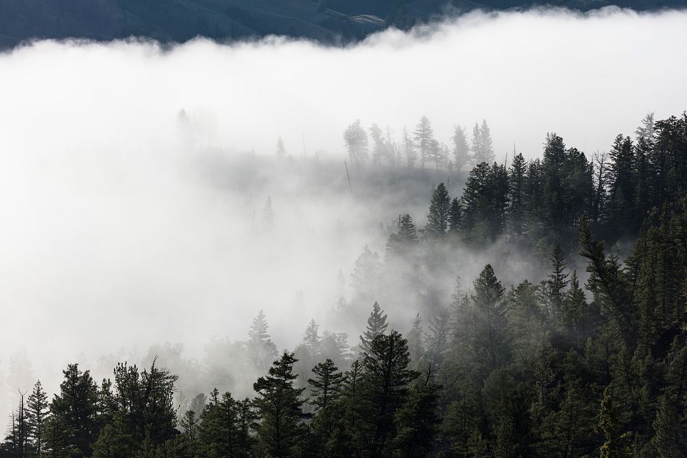 Morning fog near Tower Fall. Original public domain image from Flickr