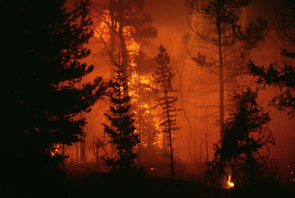 night fire scene in the wood.  Original public domain image from Flickr