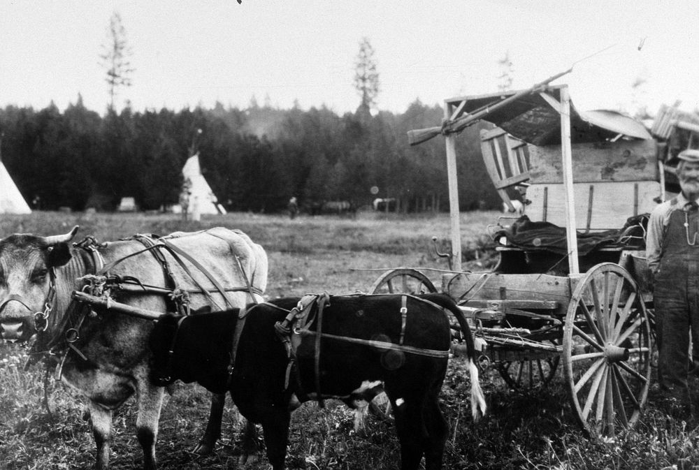 Oxen and wagon, Old Oregon Trail Days 1921. Original public domain image from Flickr