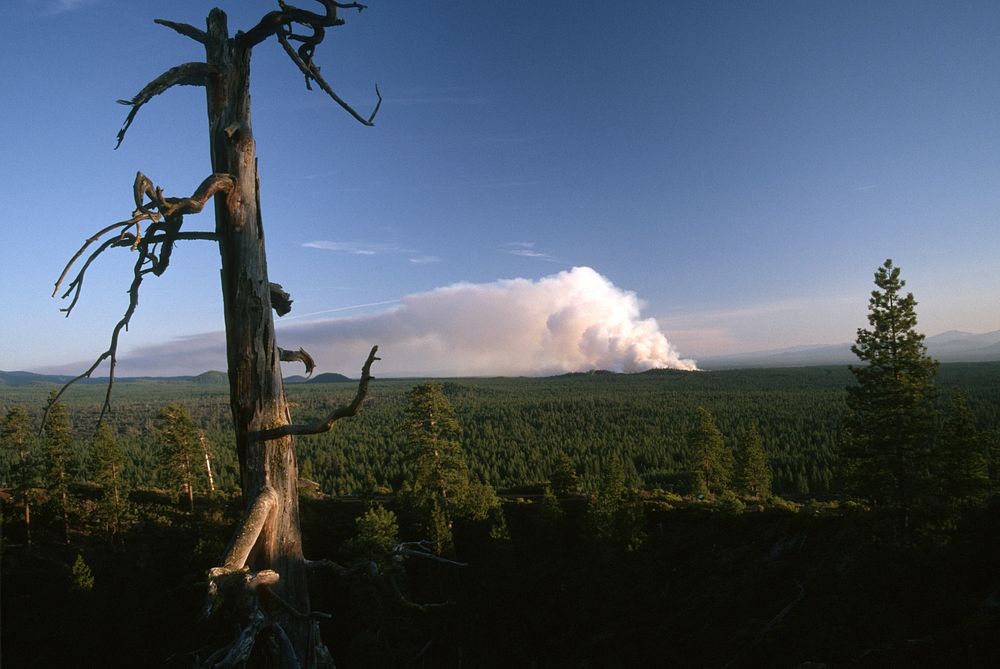 Smoke column prescribed fire, Deschutes National Forest. Original public domain image from Flickr