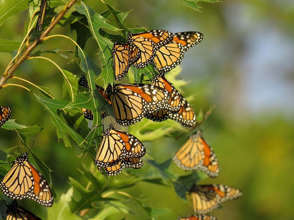 Roosting Monarch Butterflies. These monarch butterflies were spotted roosting in an oak tree at Port Louisa National…