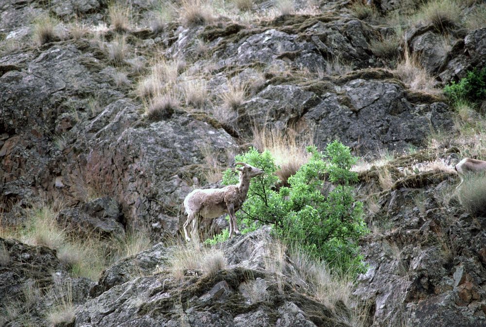 Juvenile Mountain goats, wildlife. Original public domain image from Flickr