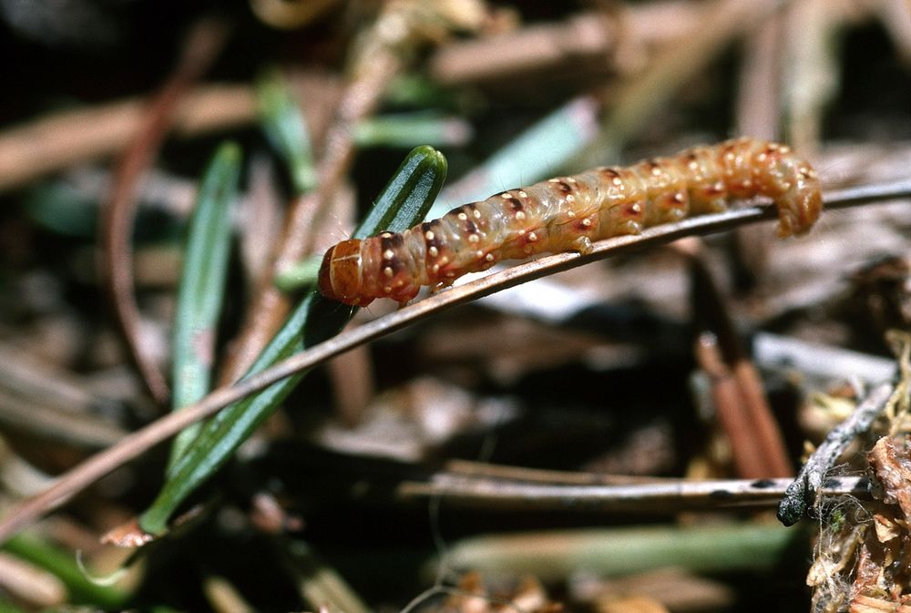 Close up spruce budworm. Original public domain image from Flickr