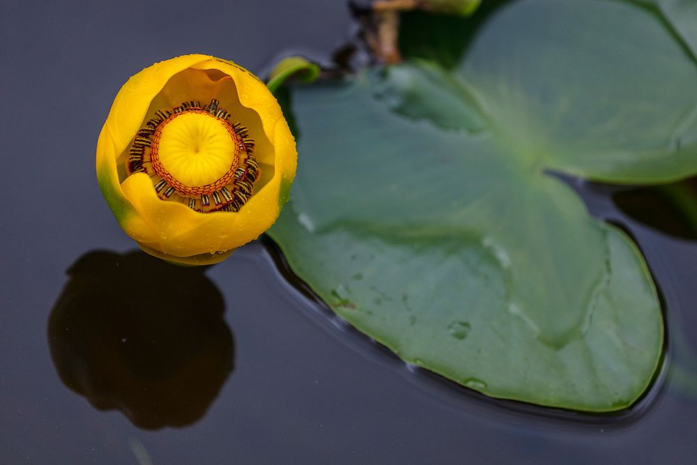 Indian pond lily - Nuphar polysepala by Jacob W. Frank. Original public domain image from Flickr