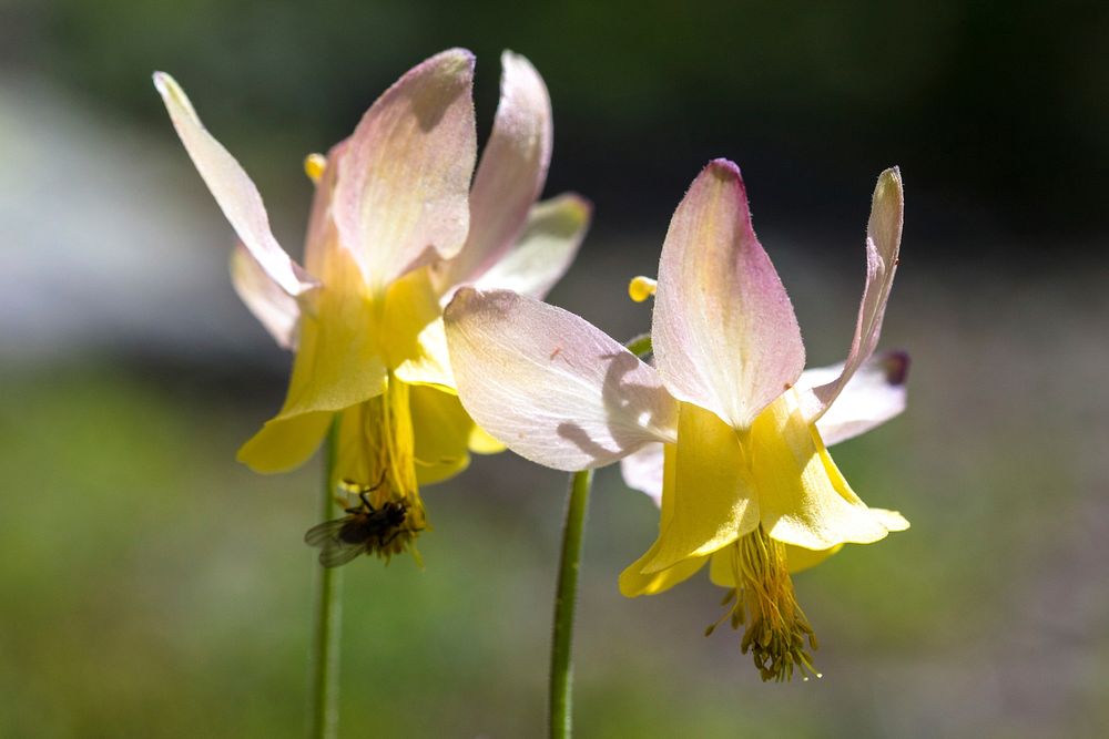 Yellow Columbine - Aquilegia flavescens by Jacob W. Frank. Original public domain image from Flickr