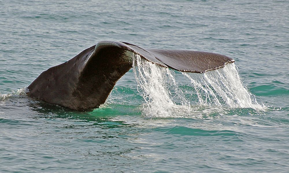 Sperm Whale.