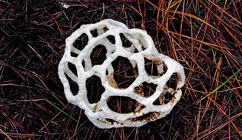 White basket fungus ( Ileodictyon cibarium )Ileodictyon cibarium is a saprobic species of fungus in the family Phallaceae.