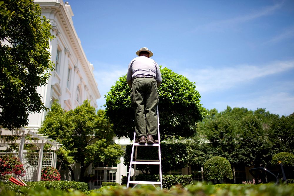 A National Park Service employee tends to a tree on a ladder in the Jacqueline Kennedy Garden outside the East Wing of the…