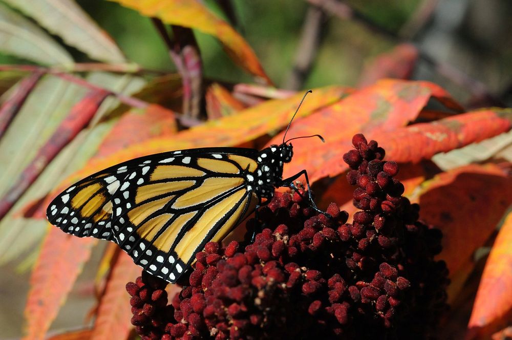 Monarch Butterfly on SumacPhoto by Brett Billings/USFWS. Original public domain image from Flickr