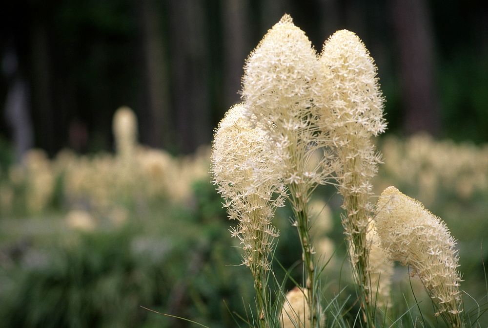 Field of Beargrass. Original public domain image from Flickr