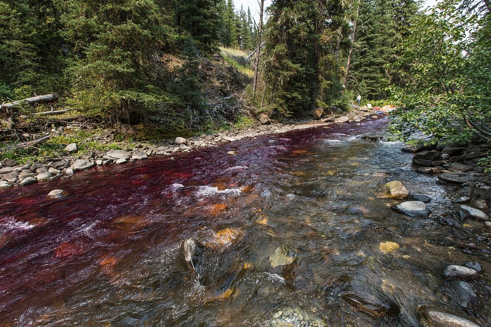 Potassium permanganate colors the water below the station neutralizing rotenone treatment in Soda Butte Creek by Neal…