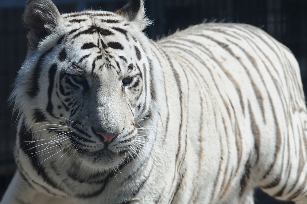 Royal White Bengal Tiger 10
