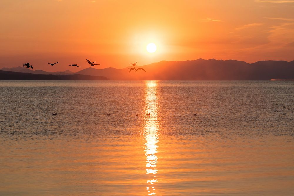 Canada Geese flying through the sunrise on Yellowstone Lake. Original public domain image from Flickr